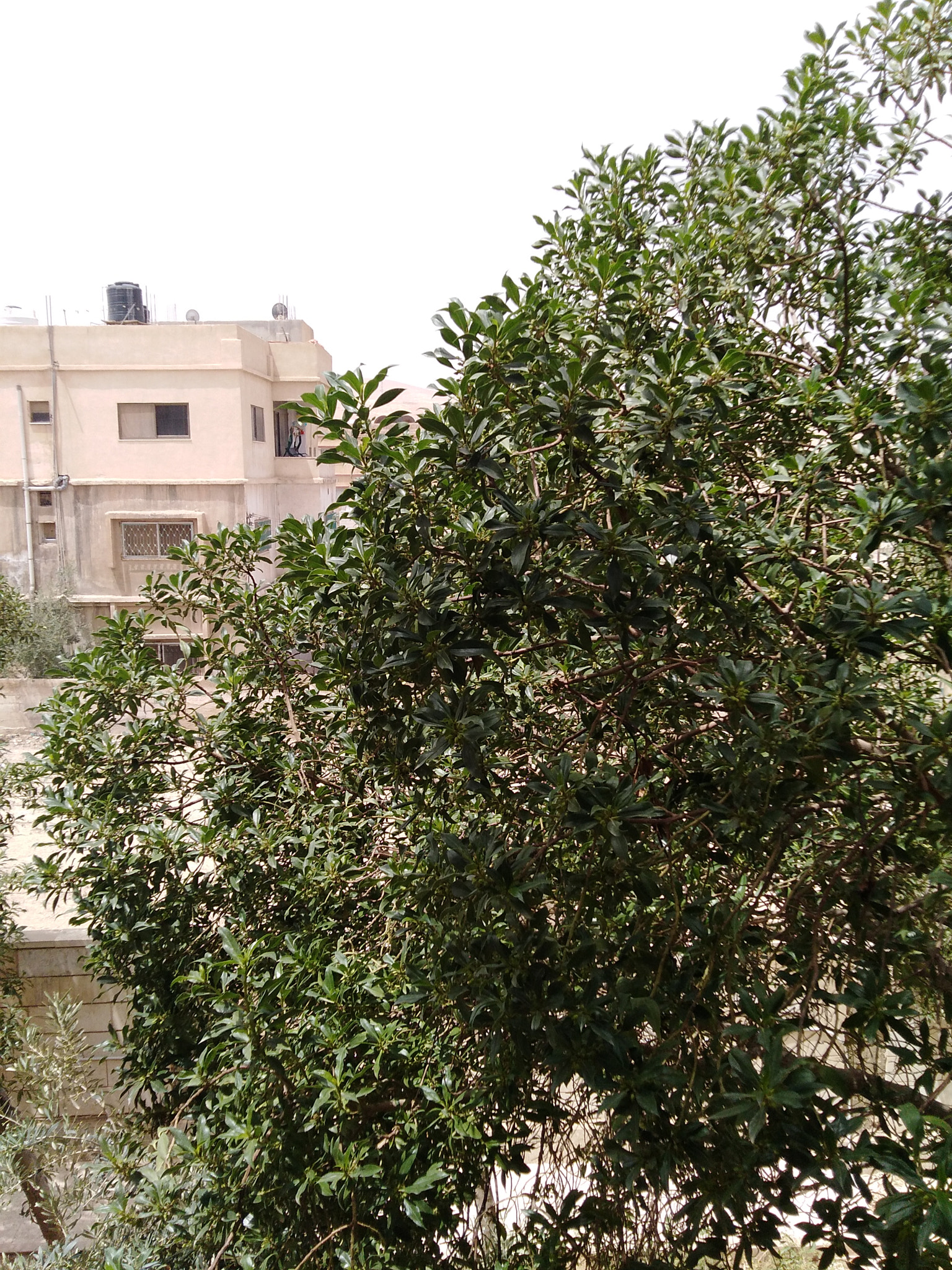 HUAWEI LDN-L21 sample photo
