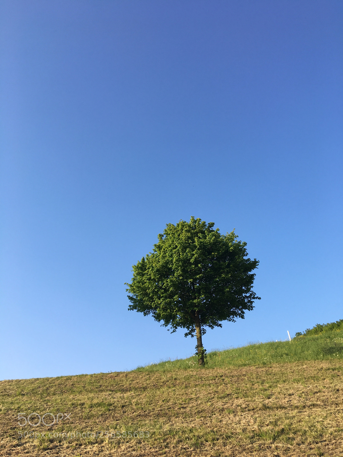 Apple iPhone 6s Plus sample photo. Untitled photography