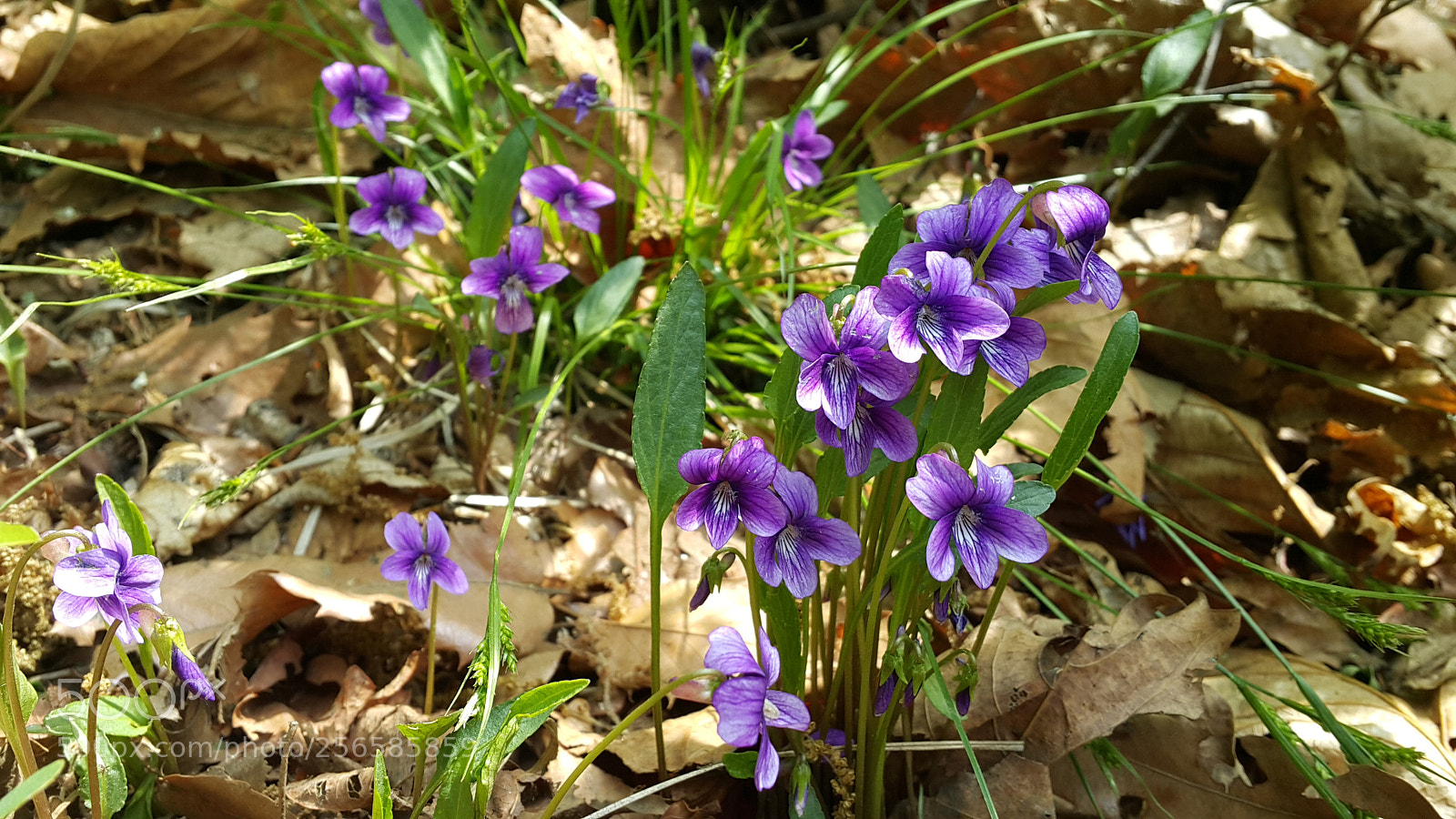 Samsung Galaxy Note4 sample photo. Untitled photography