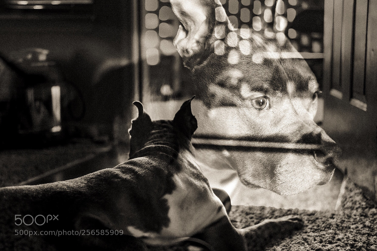 Fujifilm X-T1 sample photo. Ruckus photography