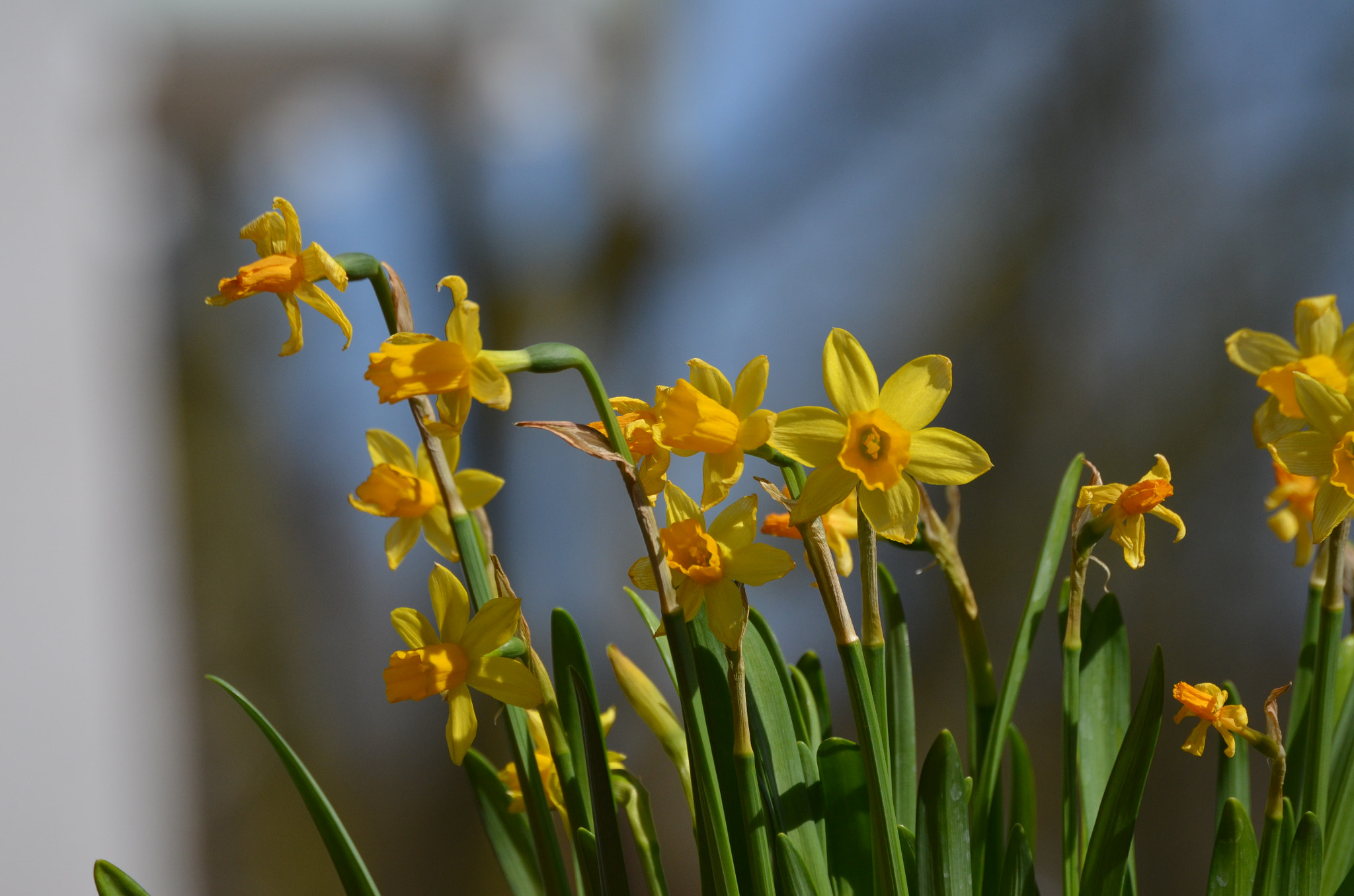 Nikon D5100 sample photo. Flowers photography