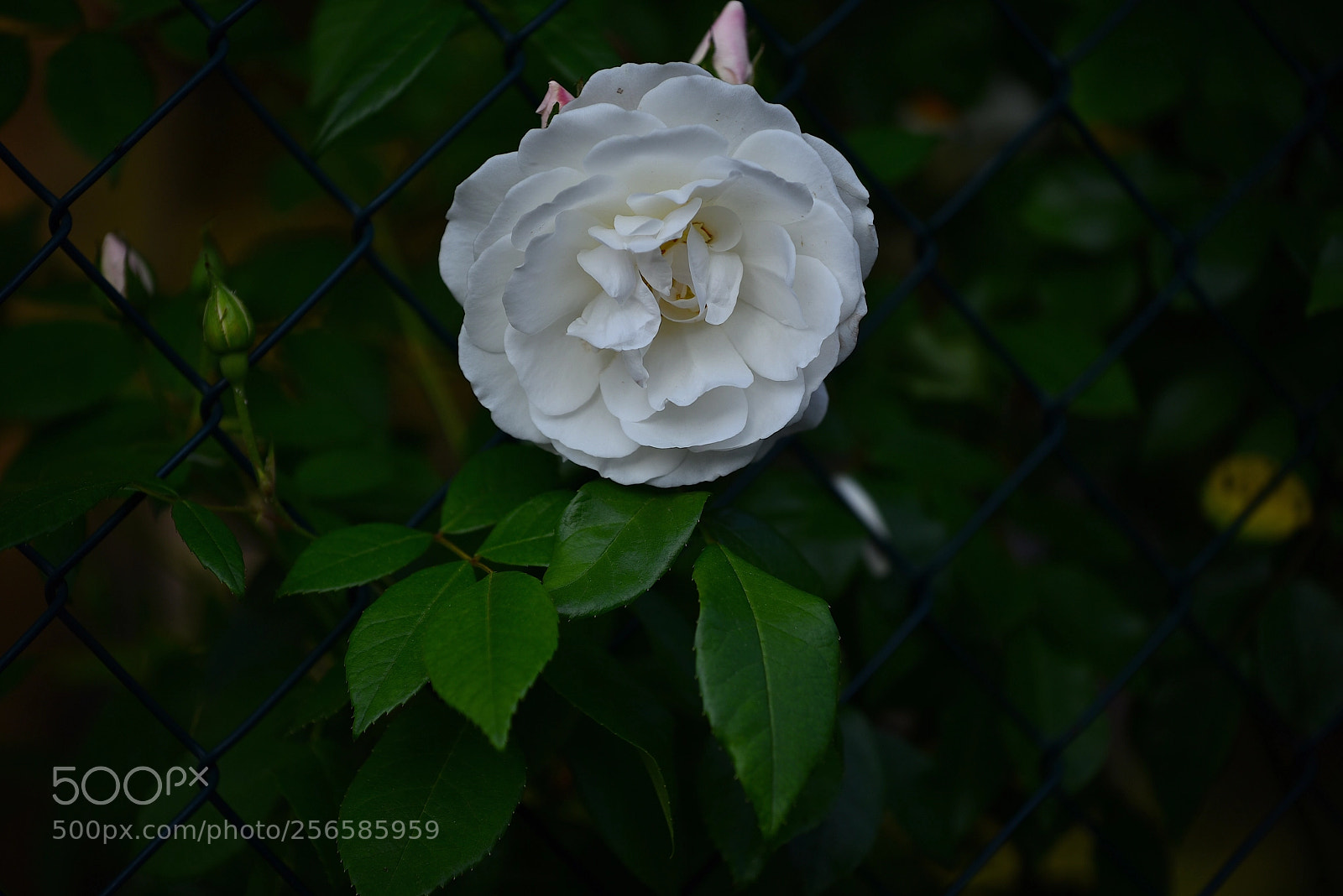 Nikon D750 sample photo. Bianca rosa  photography