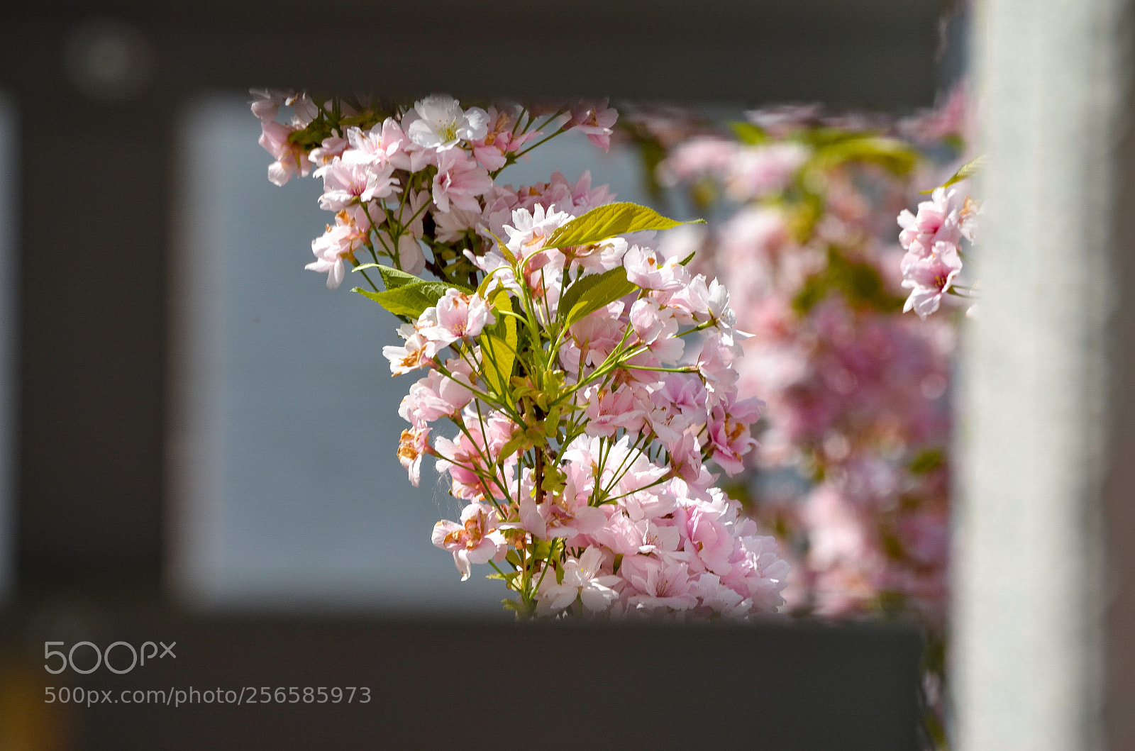 Nikon D5100 sample photo. Cherryblossoms photography