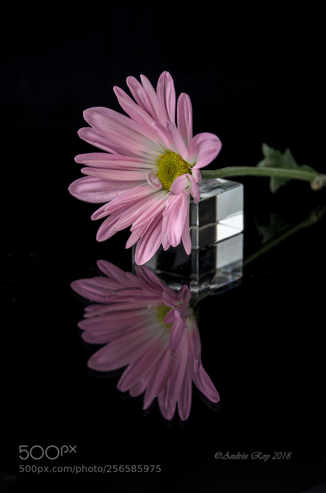 Nikon D5100 sample photo. Pour toi ! photography