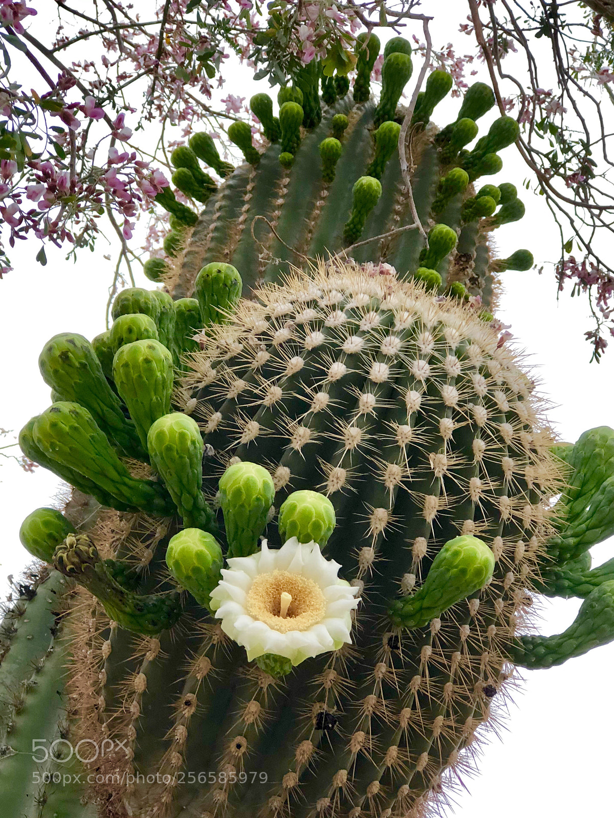Apple iPhone 8 Plus sample photo. Saguaro cactus photography