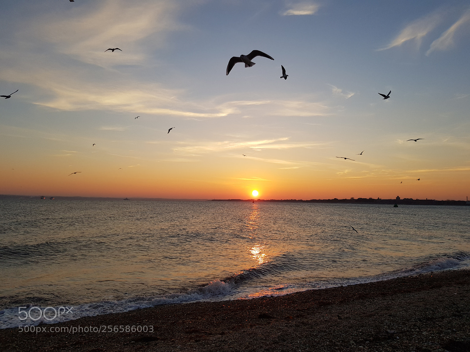 Samsung Galaxy S8 sample photo. Seagull and sunset portsmouth photography
