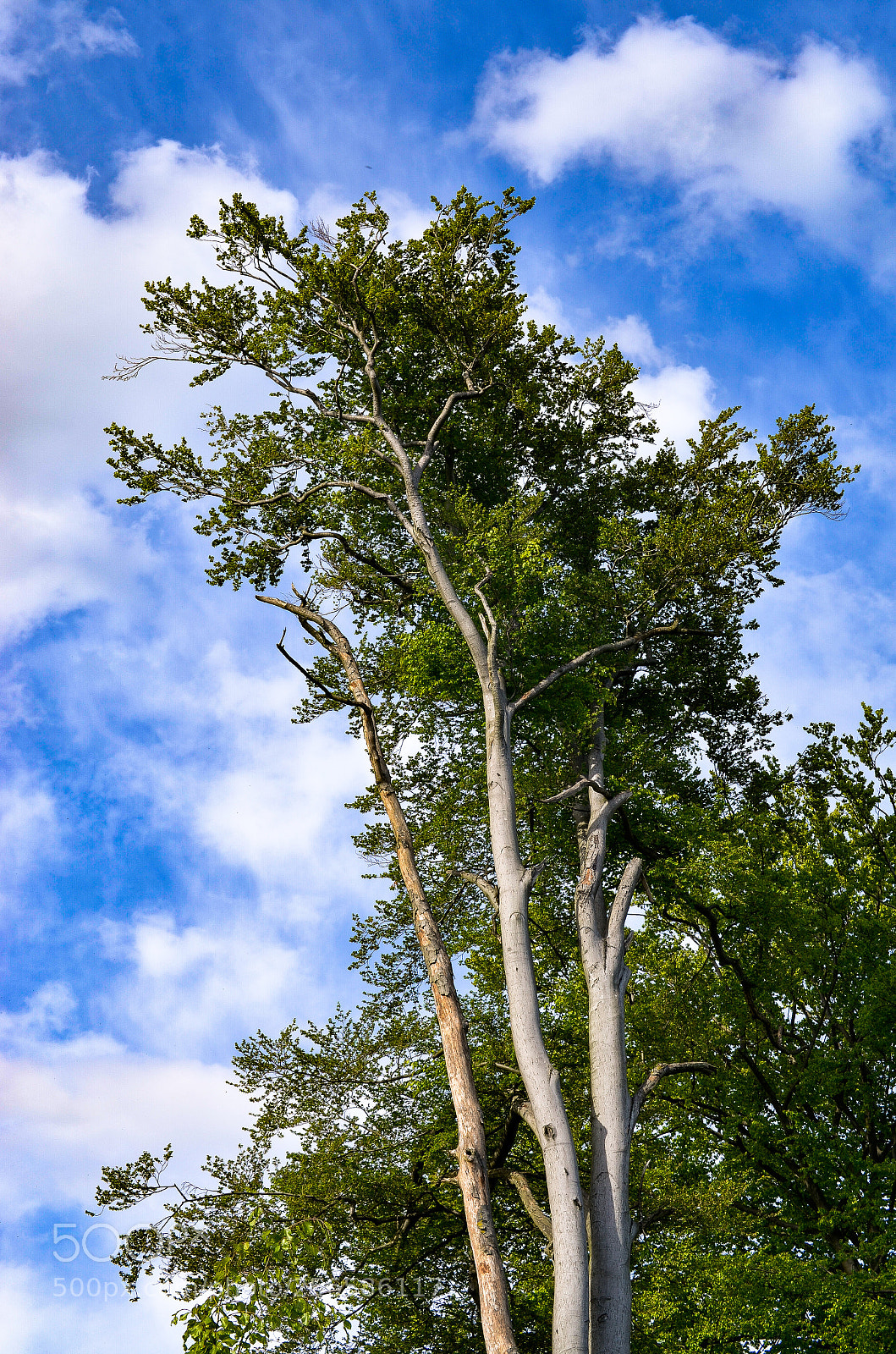 Nikon D5100 sample photo. Buche. nature in herten photography