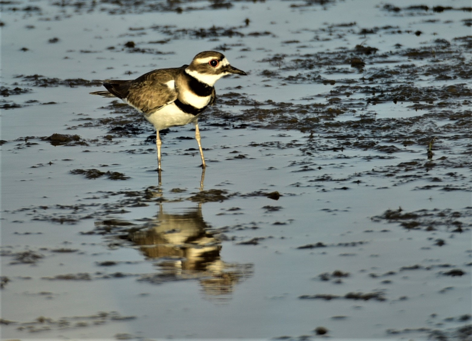 Sigma APO 170-500mm F5-6.3 Aspherical RF sample photo. Kildeer photography