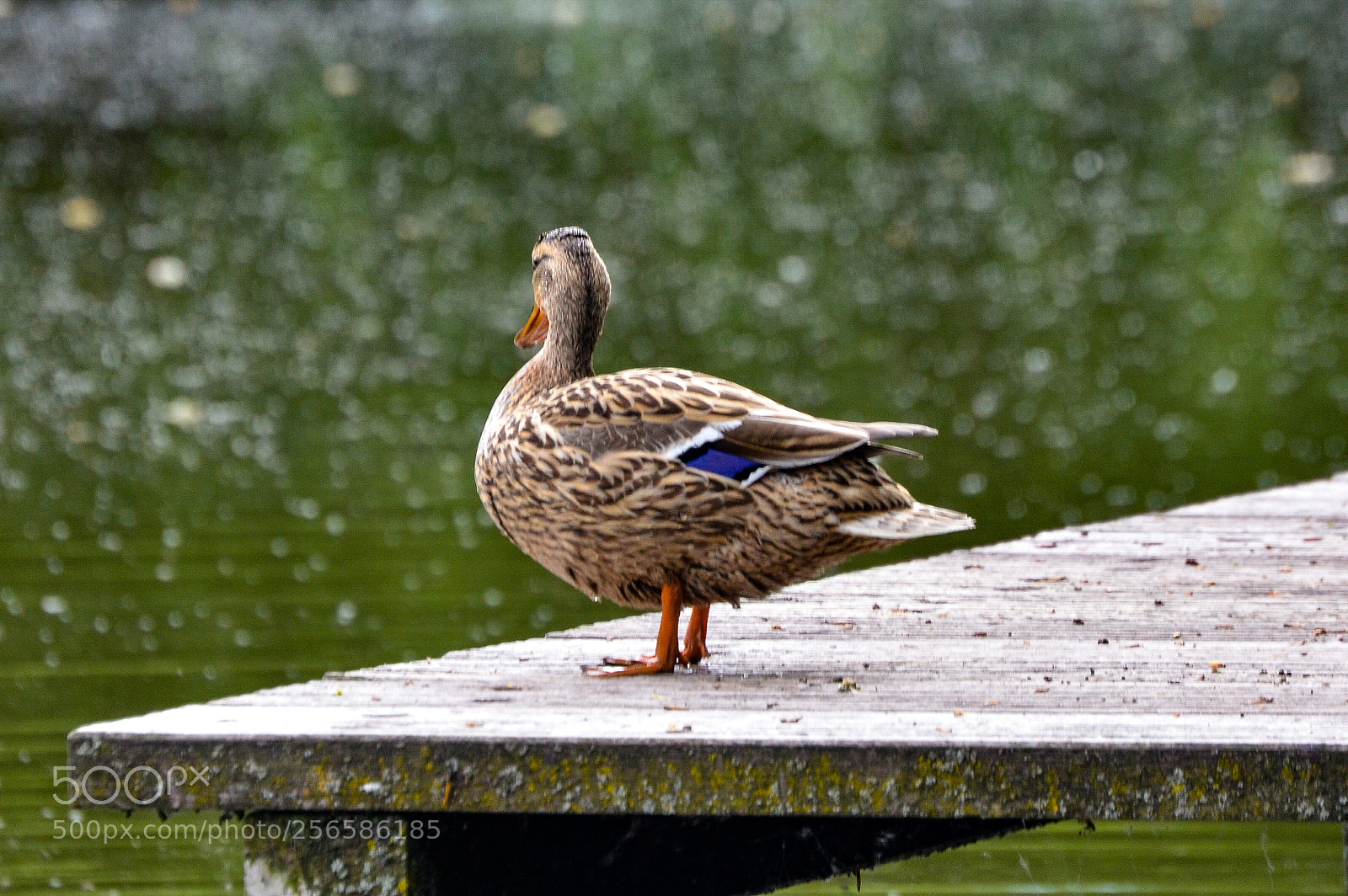 Nikon D5100 sample photo. Ducks photography