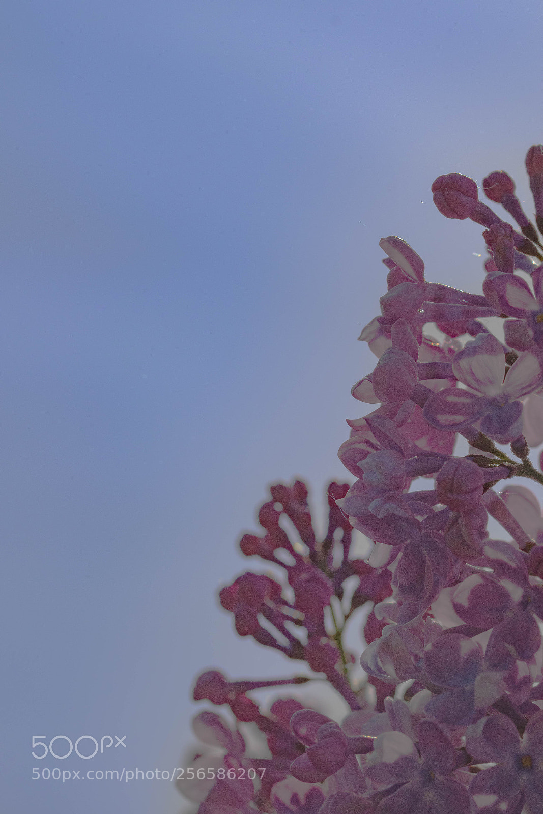 Canon EOS 200D (EOS Rebel SL2 / EOS Kiss X9) sample photo. Syringa photography