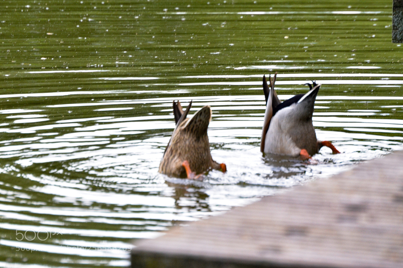 Nikon D5100 sample photo. Ducks. photography