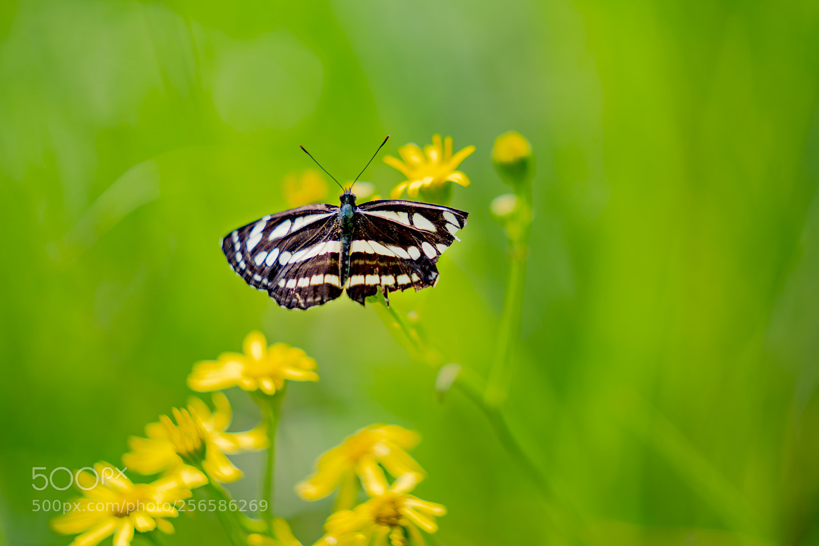Sony a7R II sample photo. Dsc photography