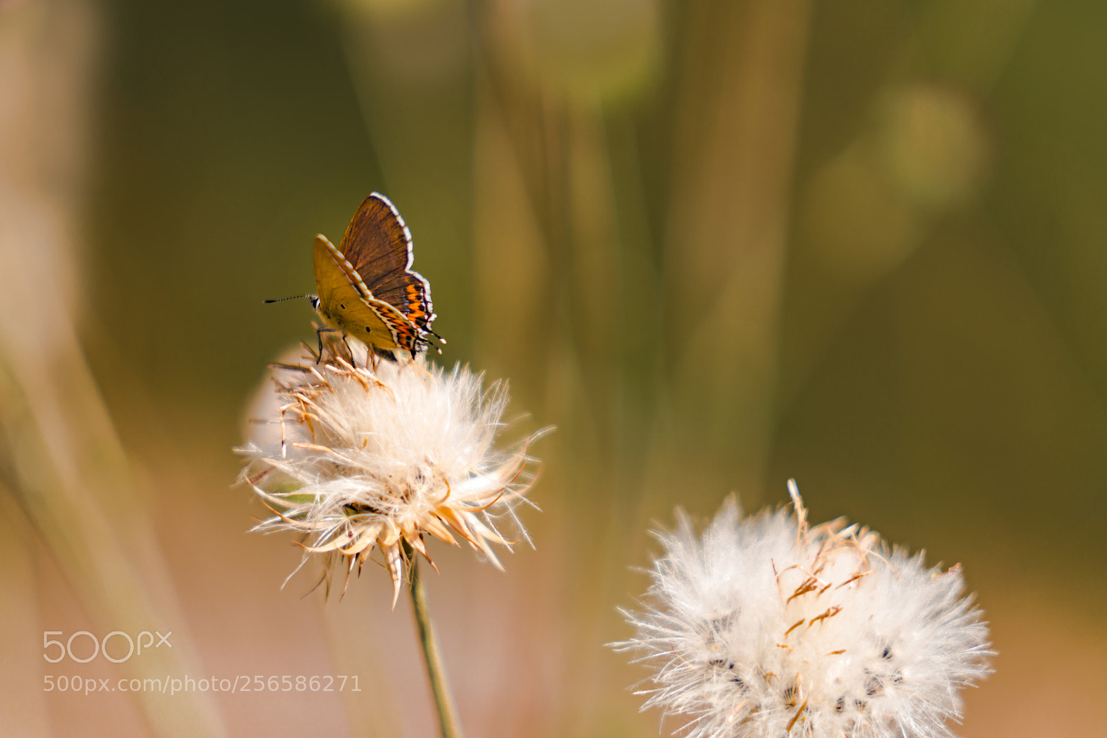 Sony a7R II sample photo. Dsc photography