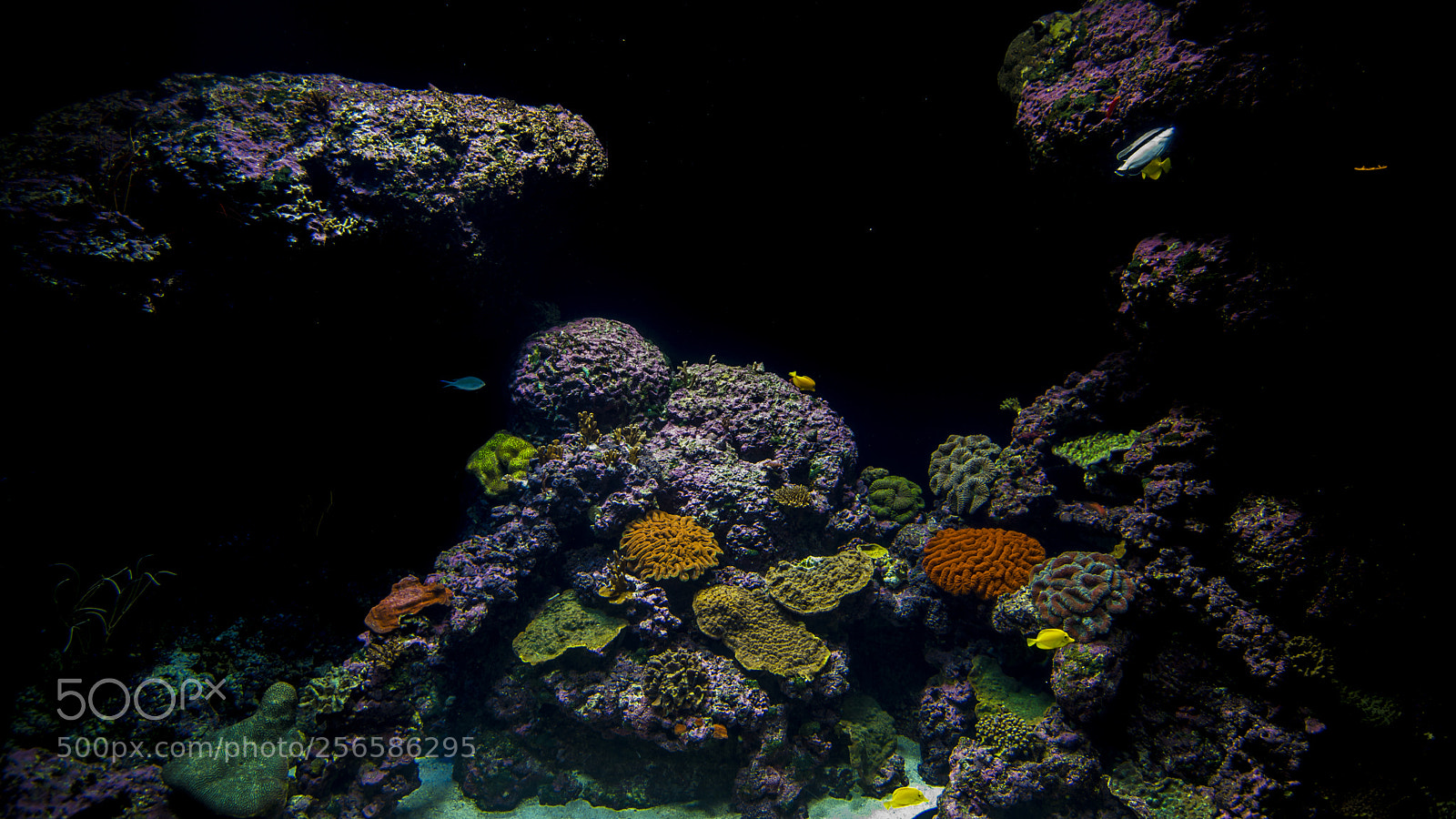 Nikon D750 sample photo. Under water..... photography