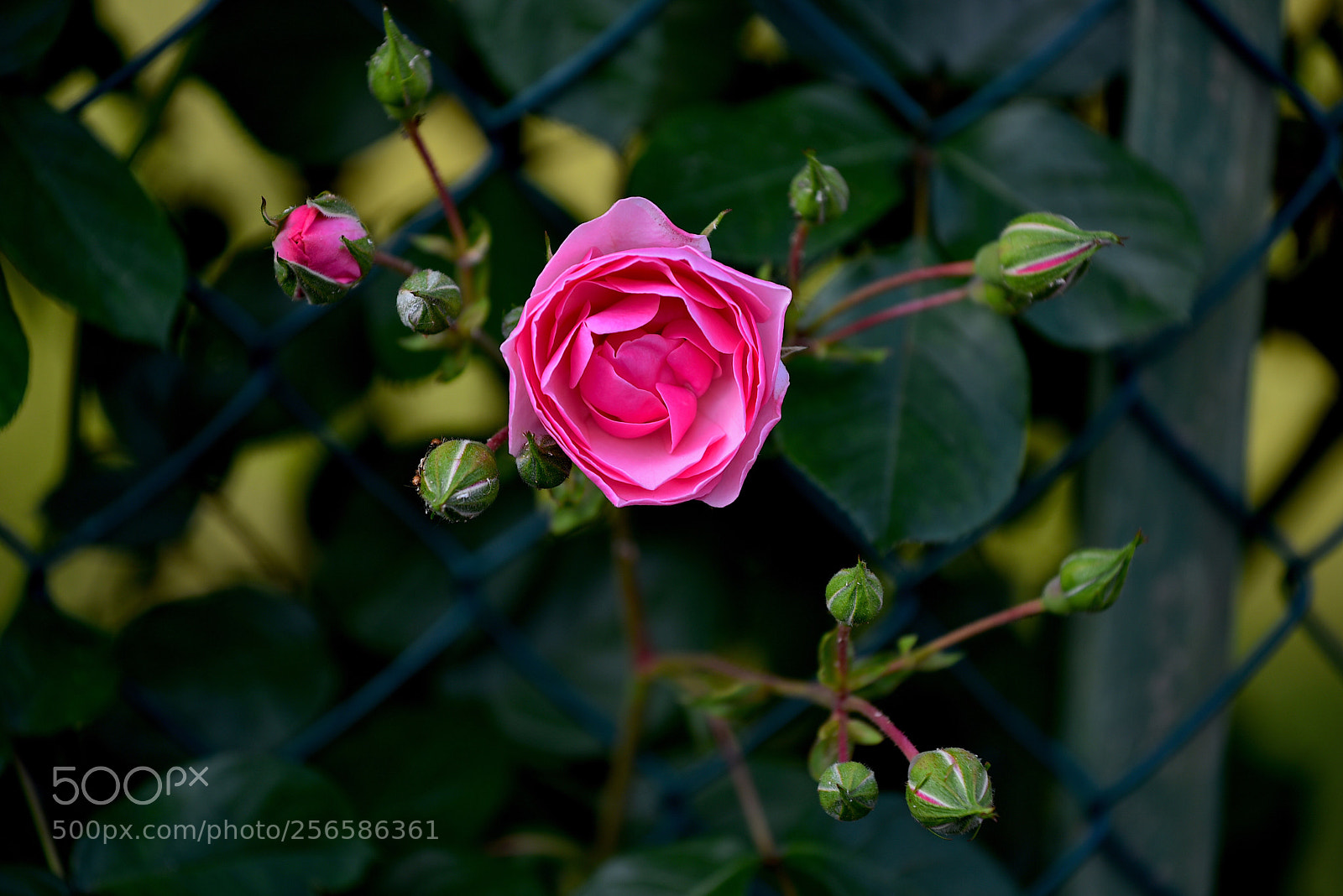 Nikon D750 sample photo. Untitled photography
