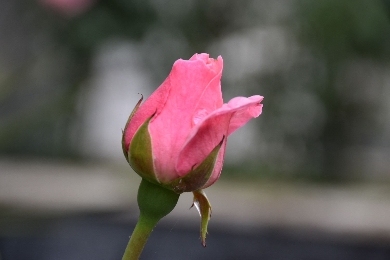 Nikon D5500 sample photo
