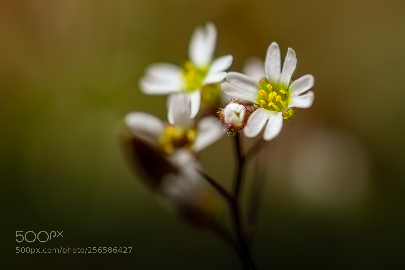 Nikon D7100 sample photo. Bloodroot #3 photography