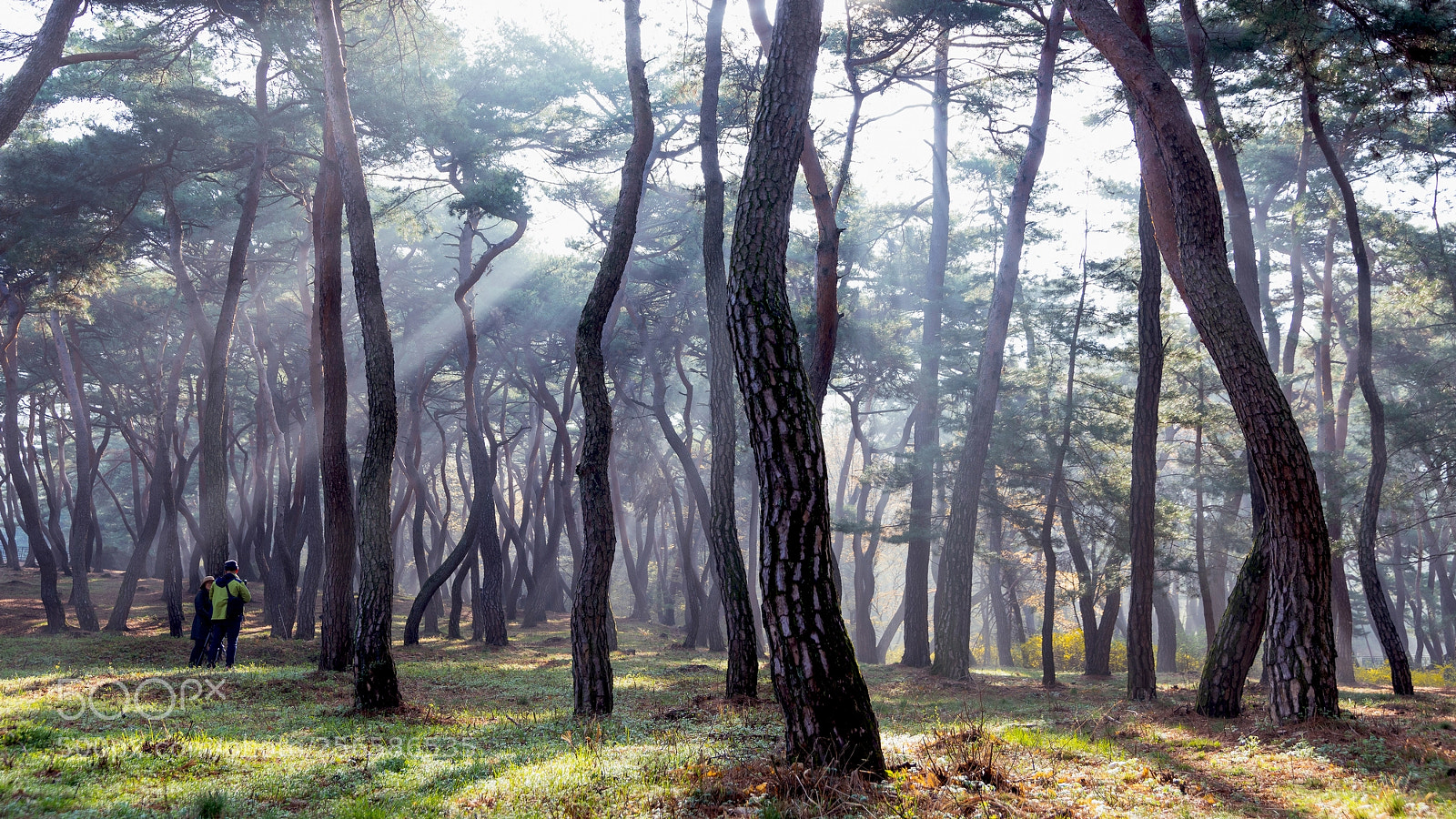 Nikon D810 sample photo. Pine forest photography