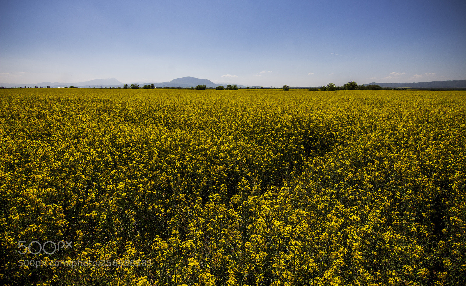 Canon EOS 700D (EOS Rebel T5i / EOS Kiss X7i) sample photo. Img photography