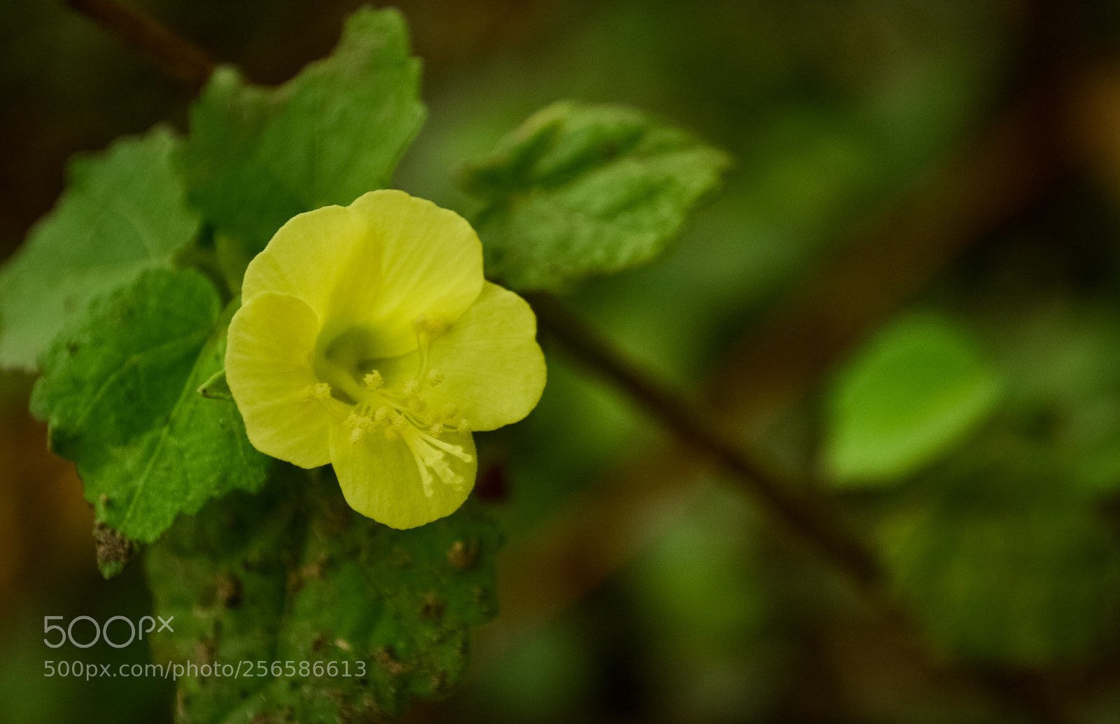 Nikon D3100 sample photo. Being yellow !!! photography
