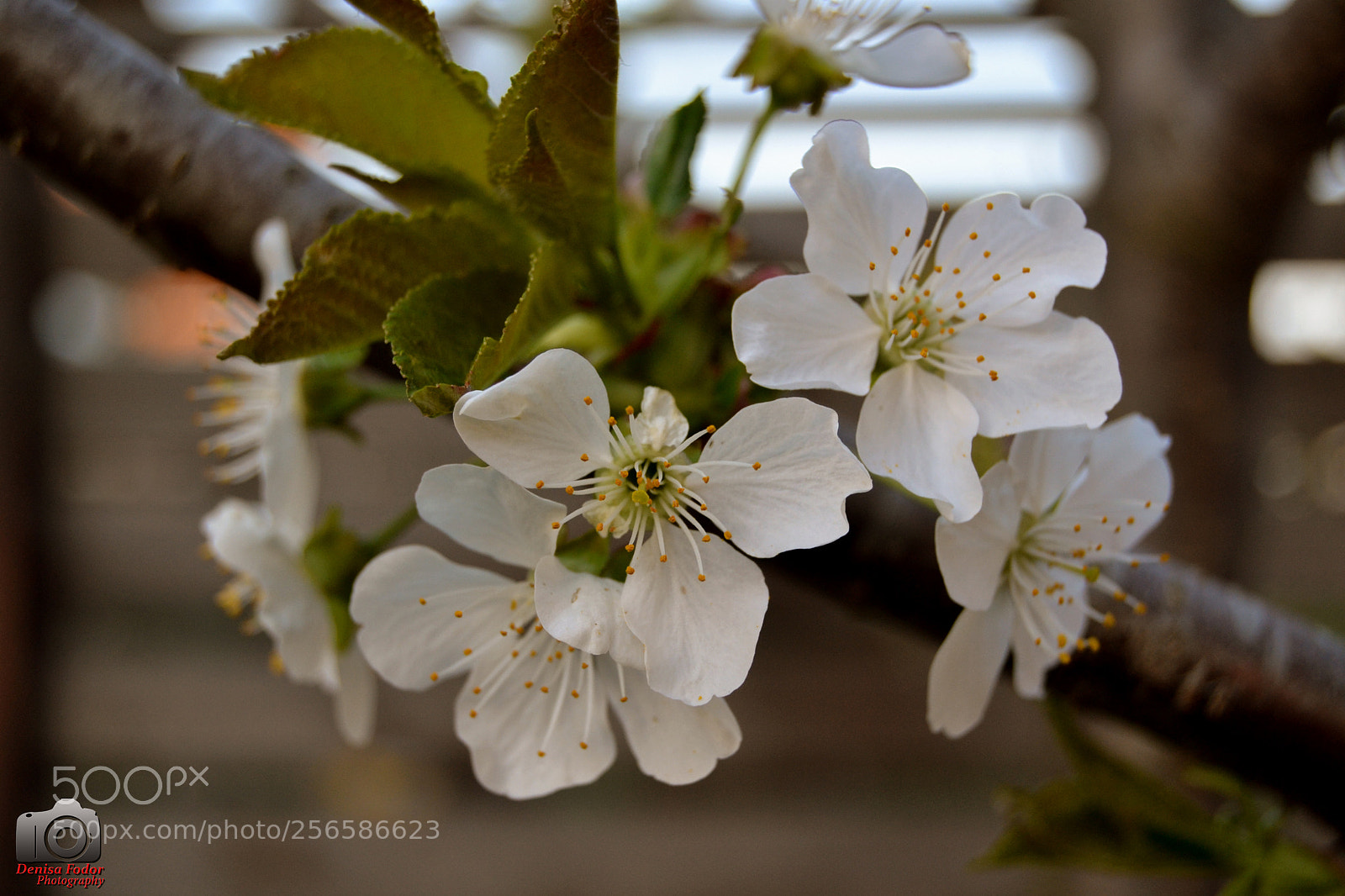 Nikon D3100 sample photo. Spring flower photography