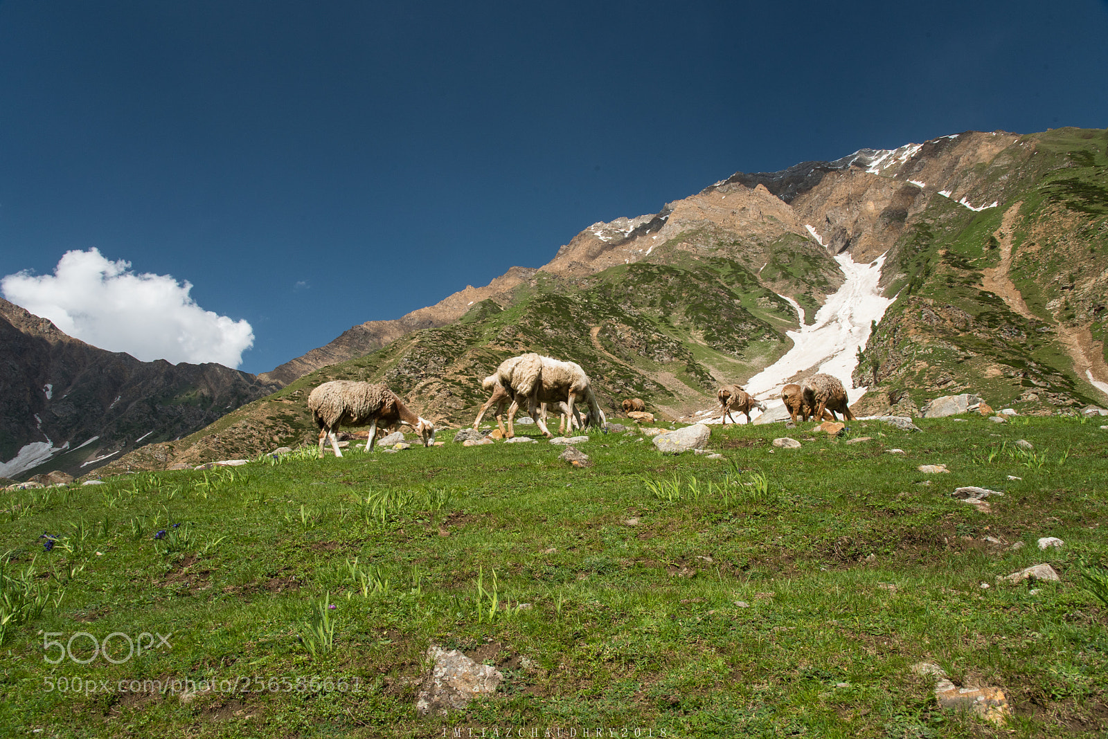 Nikon D750 sample photo. Sheep photography