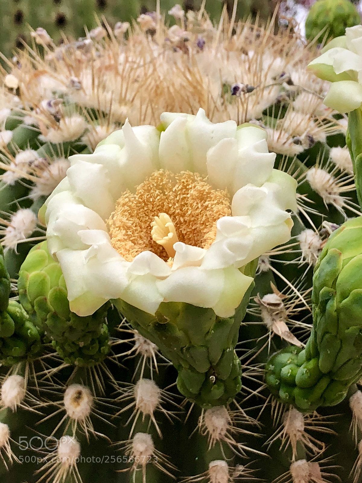 Apple iPhone 8 Plus sample photo. Saguaro flower  photography