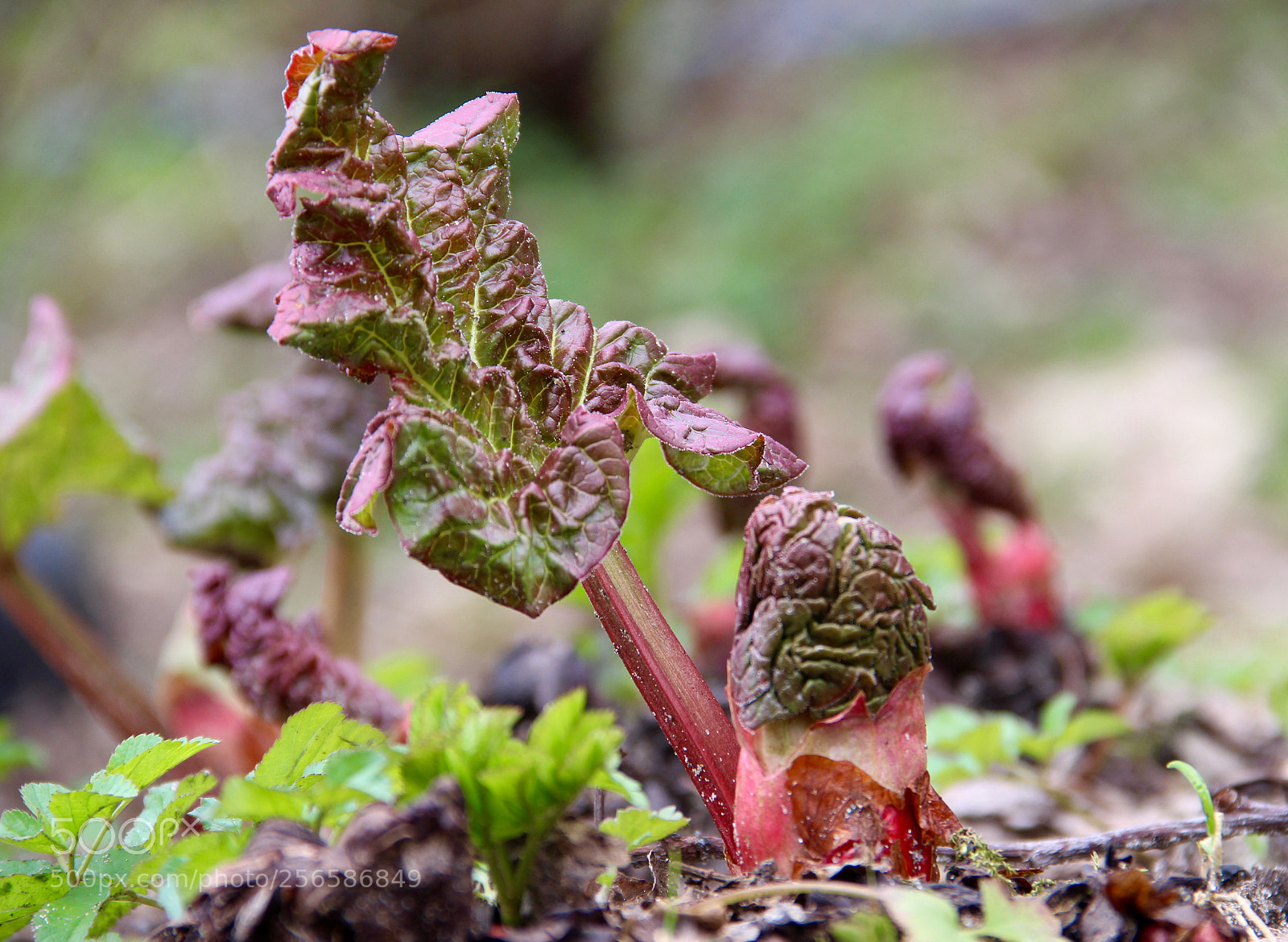 Canon EOS 600D (Rebel EOS T3i / EOS Kiss X5) sample photo. Rhubarb came up.    photography