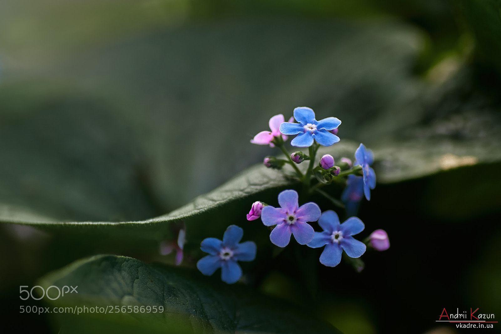 Nikon D750 sample photo. Forget-me-nots photography