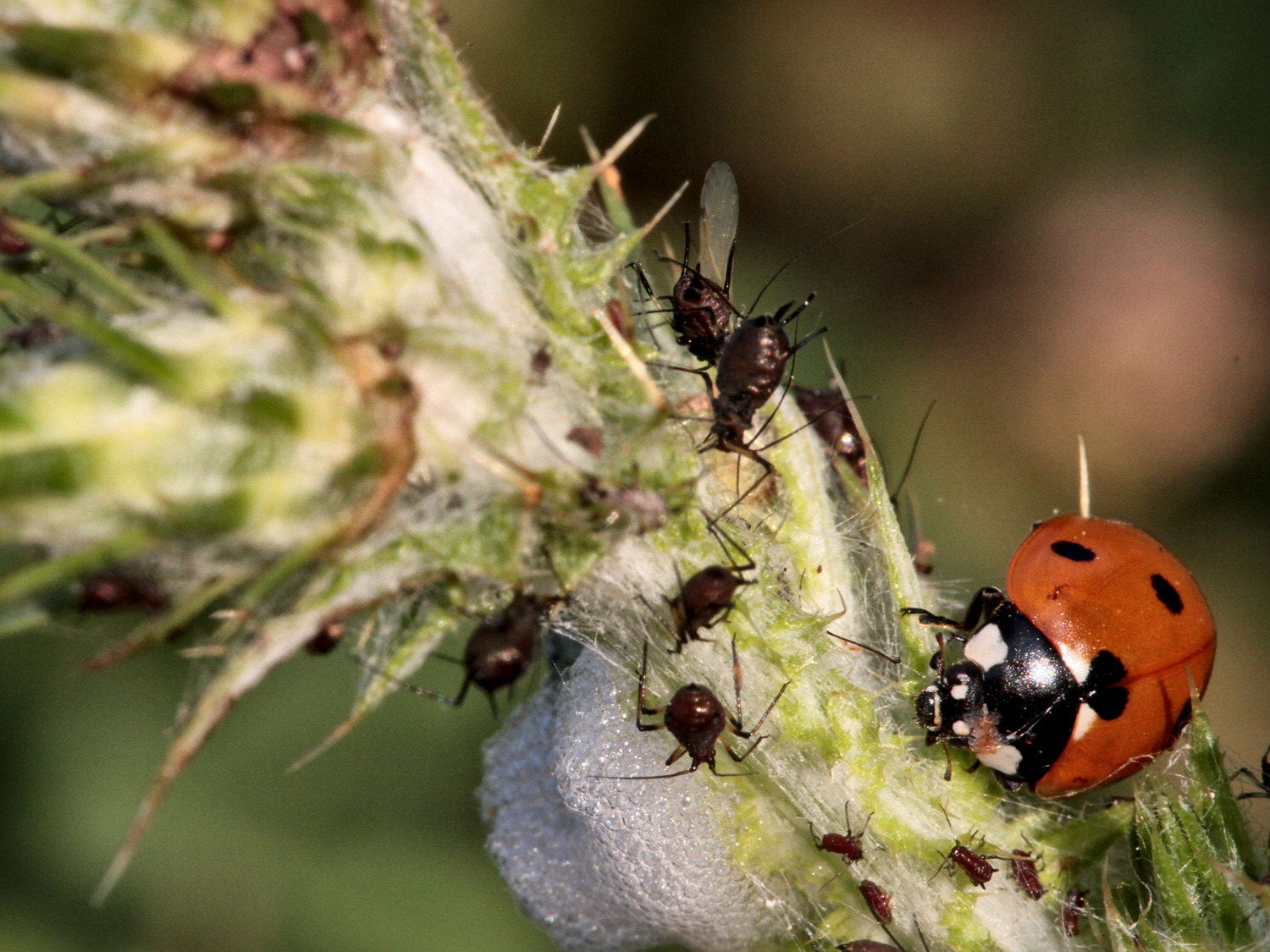 Sigma APO Macro 150mm f/2.8 EX DG HSM sample photo. Coccinelle photography