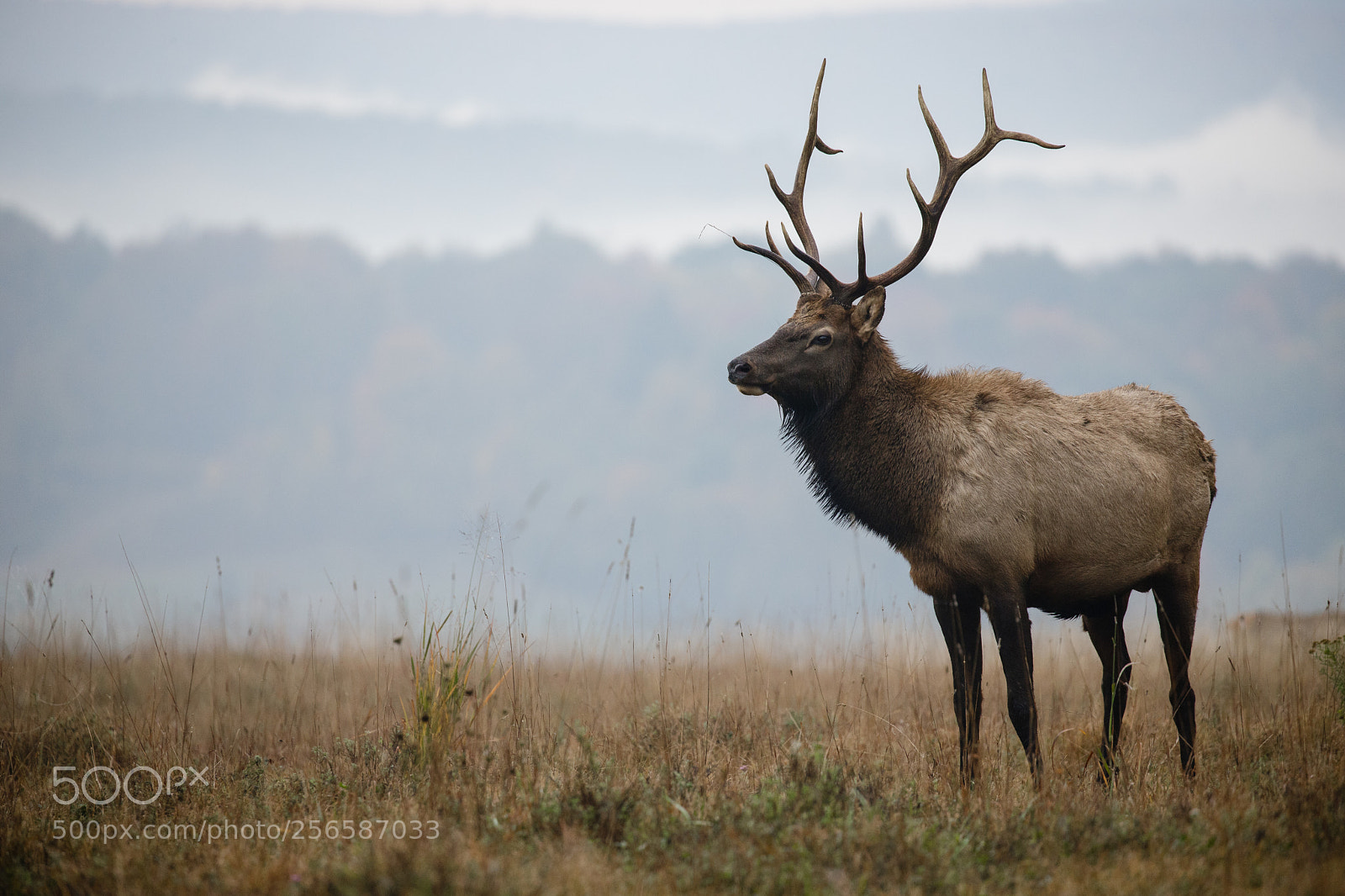 Canon EOS 6D Mark II sample photo. Young buck photography