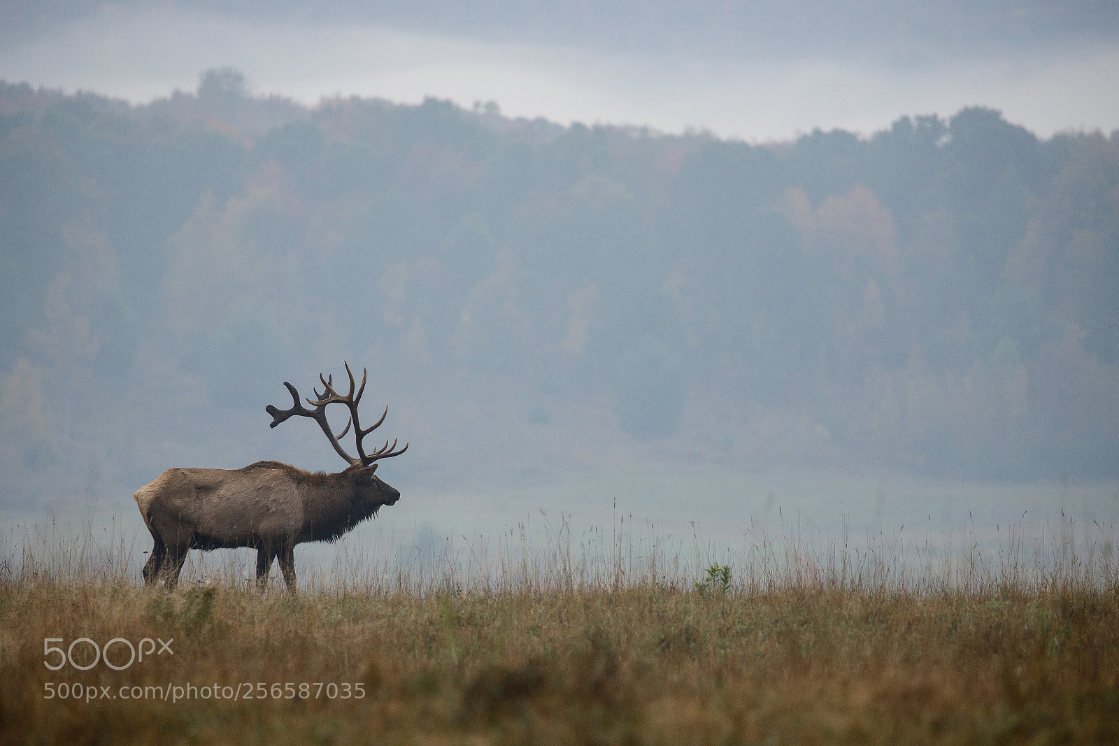 Canon EOS 6D Mark II sample photo. Lone bull photography