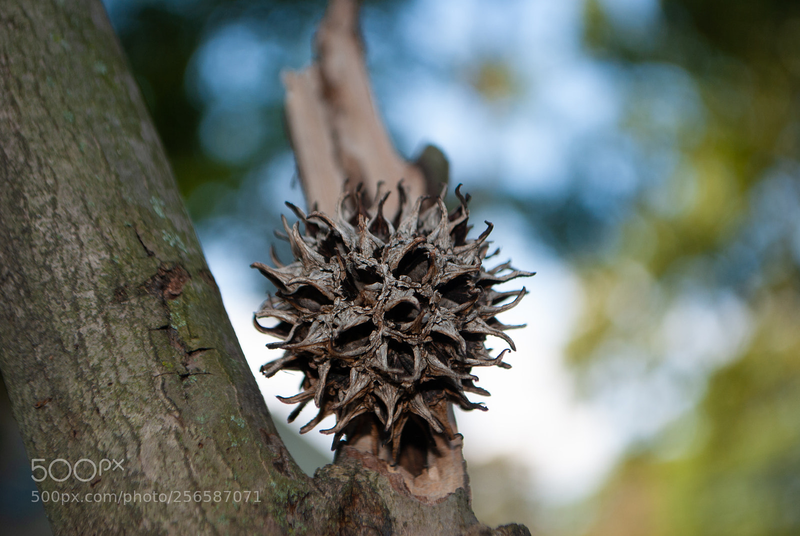 Nikon D3000 sample photo. Untitled photography