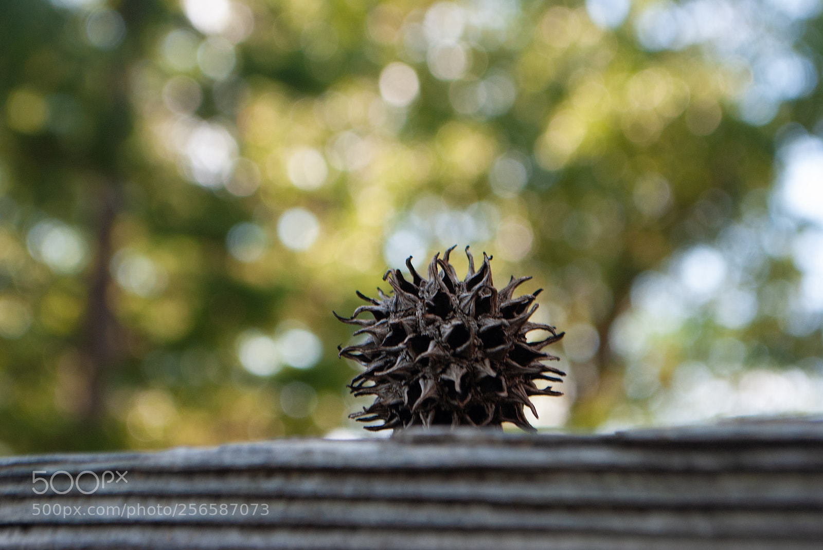 Nikon D3000 sample photo. Untitled photography