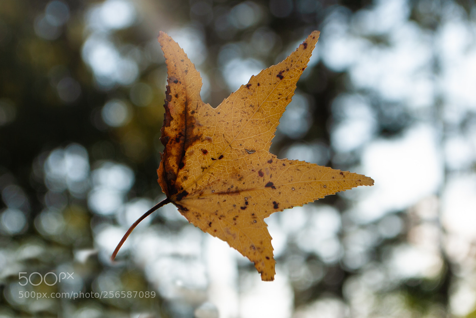 Nikon D3000 sample photo. Untitled photography