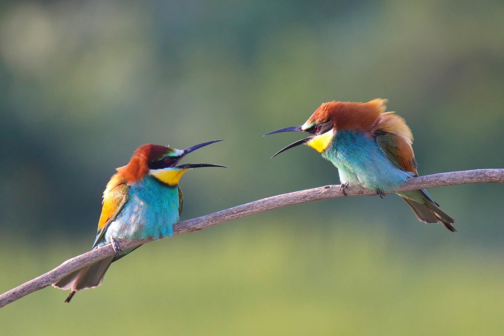 Canon EOS 600D (Rebel EOS T3i / EOS Kiss X5) + Canon EF 300mm F2.8L IS II USM sample photo. Angry birds photography