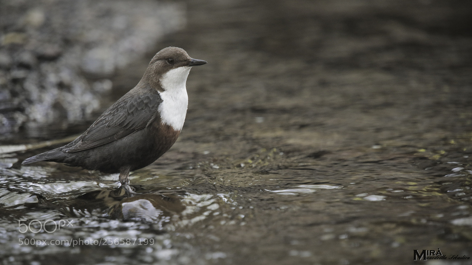 Canon EOS 5D Mark IV sample photo. Cinclus photography