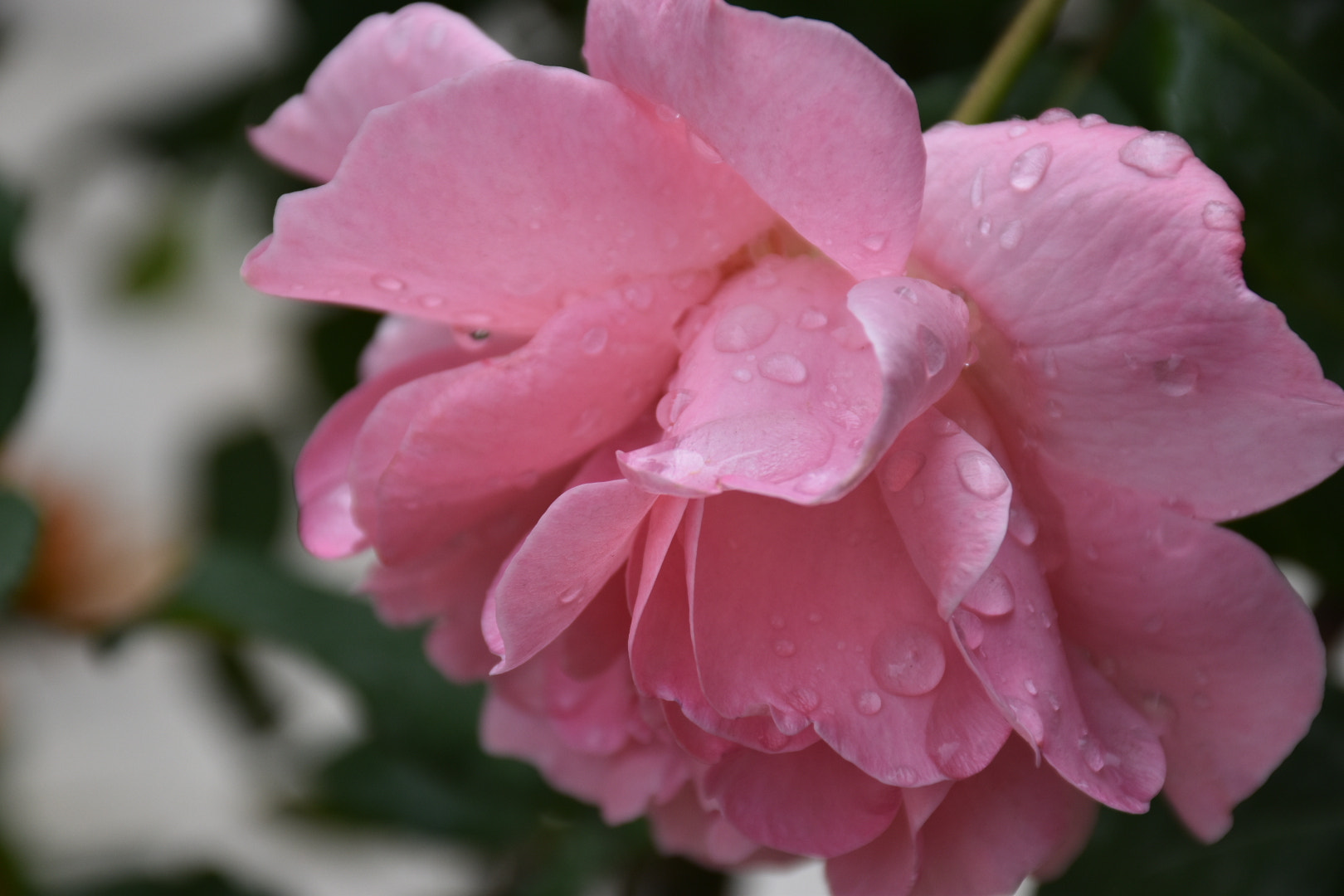 Nikon D5500 sample photo