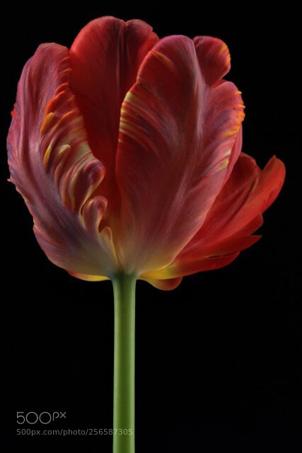 Canon EOS 7D Mark II sample photo. Orange flame tulip photography