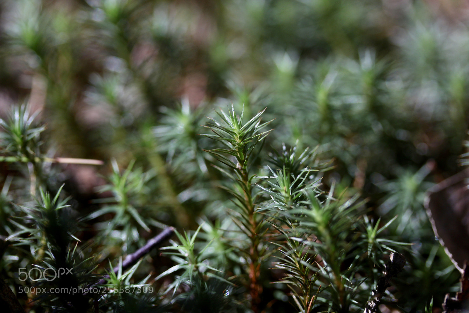 Canon EOS 500D (EOS Rebel T1i / EOS Kiss X3) sample photo. Moss photography