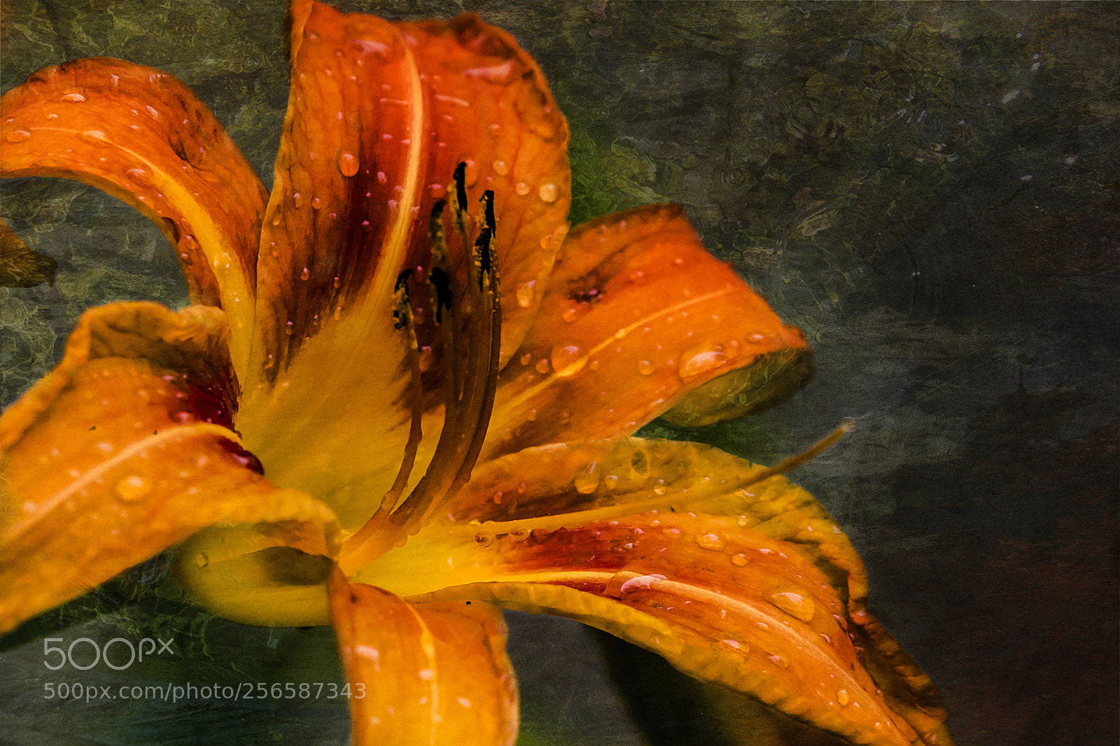 Canon EOS 80D sample photo. Wet lily photography