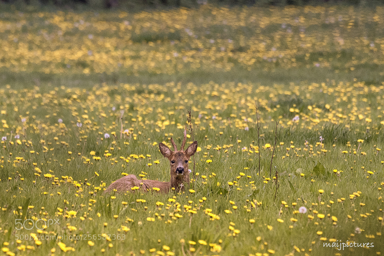 Nikon D750 sample photo. Roedeer photography