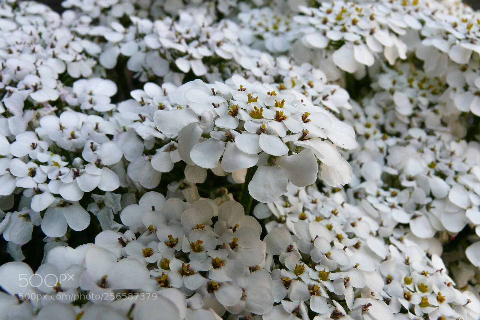 Panasonic DMC-FZ50 sample photo. Nature photography