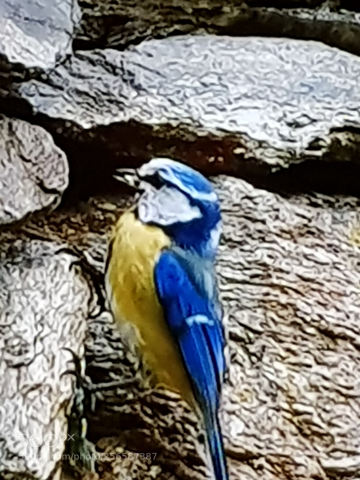 Samsung Galaxy S8 sample photo. Untitled photography