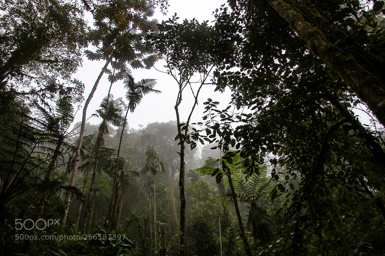 Canon EOS 7D sample photo. Breathing forest photography