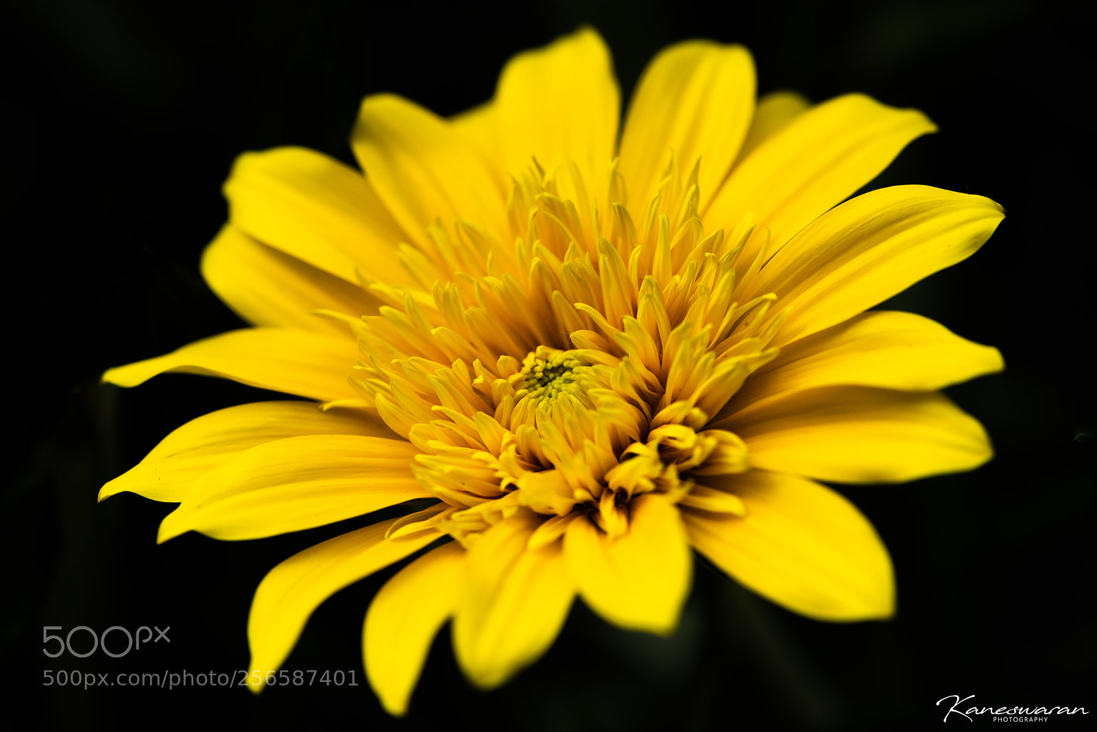 Nikon D750 sample photo. Flower photography