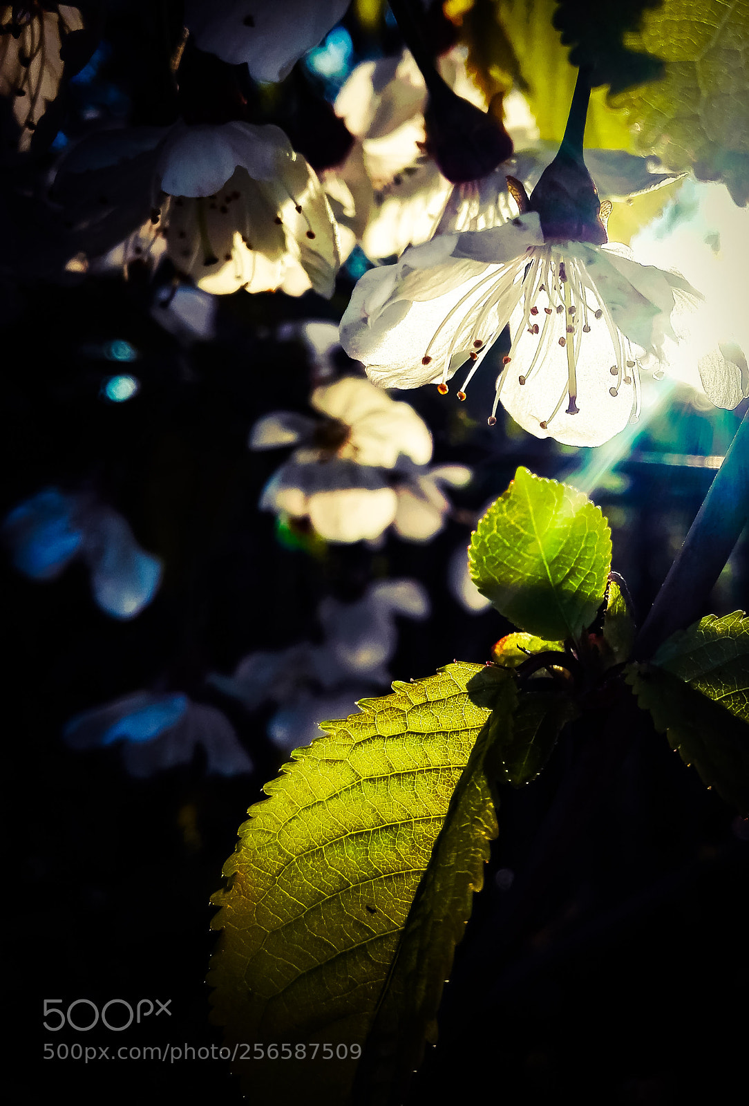 HUAWEI P8 Lite sample photo. Cherry photography