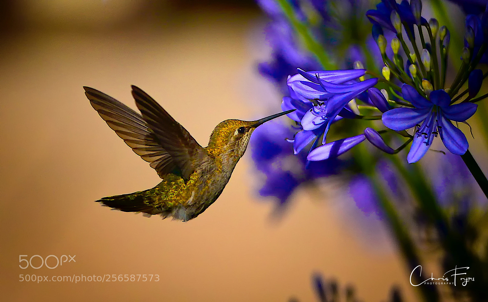 Nikon D800 sample photo. Humming bird photography