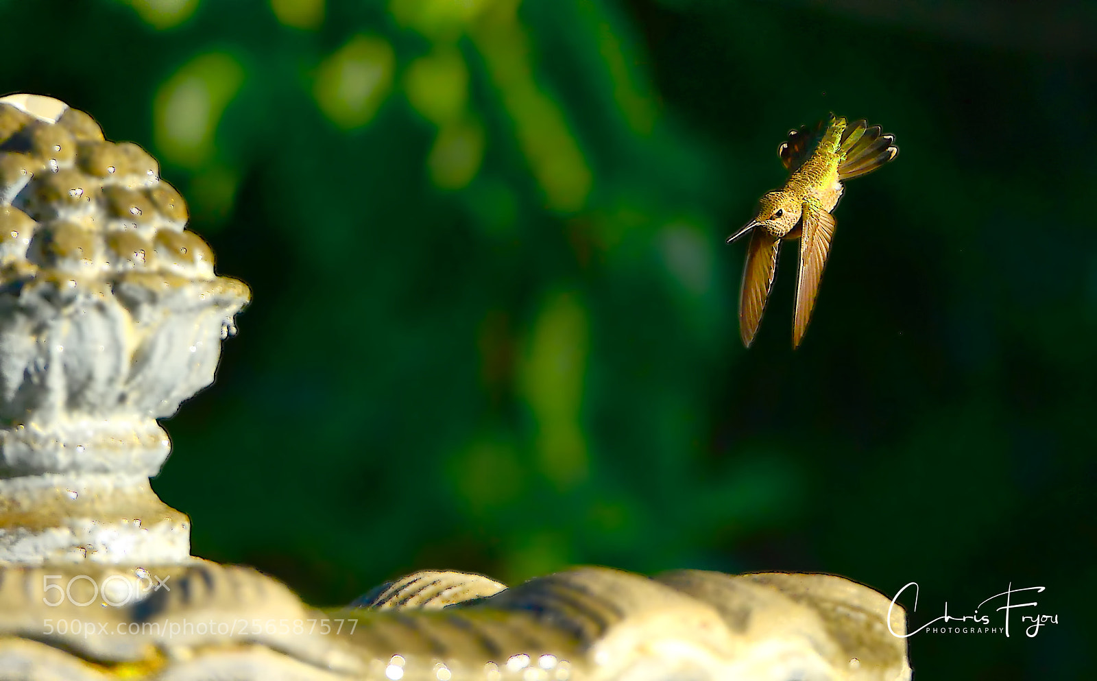Nikon D800 sample photo. Humming bird photography