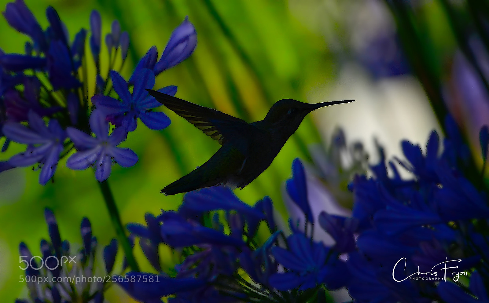 Nikon D800 sample photo. Humming bird photography